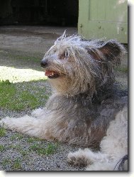 Chinese Crested Dog