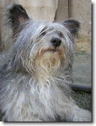 Chinese Crested Dog