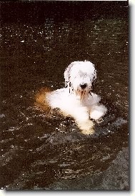 Old english sheepdog \(bobtail\) \(Dog standard\)