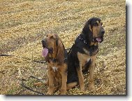 Chien de Saint-Hubert