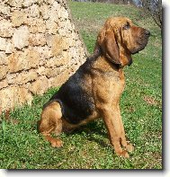 Bloodhound \(Dog standard\)