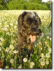 Riesenschnauzer