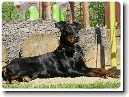 Dobermann, Doberman