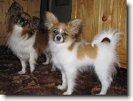 Papillon