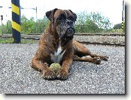 Deutscher Boxer