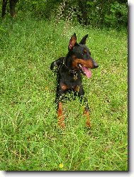 German Pinscher