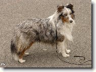 Shetland sheepdog \(Dog standard\)