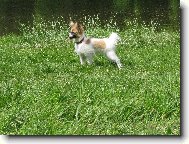 Papillon