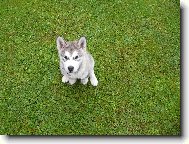 Alaskan malamute \(Dog standard\)