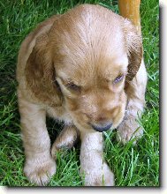 English cocker spaniel \(Dog standard\)