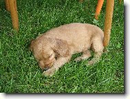 English Cocker Spaniel