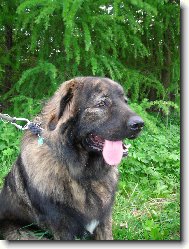 Caucasian shepherd \(Dog standard\)