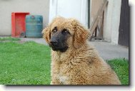 Caucasian shepherd \(Dog standard\)