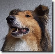 Kolie dlouhosrst