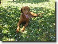 Rövidszörü Magyar Vizsla, Hungarian Short-haired Pointing Dog