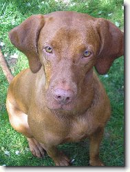 Rövidszörü Magyar Vizsla, Hungarian Short-haired Pointing Dog