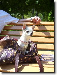 Chihuahua