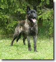 Dutch shepherd dog \\\\\(Dog standard\\\\\)