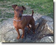Miniature pinscher \(Dog standard\)