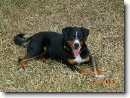 Appenzeller Sennenhund