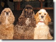 American Cocker Spaniel