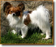Papillon