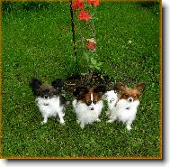 Papillon