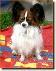 Papillon