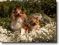 Shetland sheepdog \(Dog standard\)
