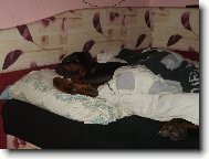 Dobermann, Doberman