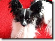 Papillon