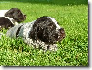 Czech Pointer, Bohemian wire-haired Pointing griffon