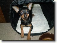 PRAGUE RATTER