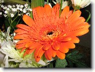 Gerbera