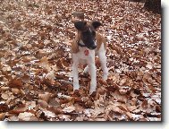 Fox Terrier Smooth