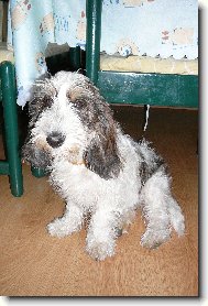 Petit Basset griffon venden, Petit Basset Griffon Vendeen