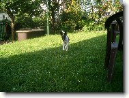 Fox Terrier Smooth