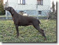 Deutscher Kurzhaariger Vorstehhund
