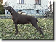 German shorthaired pointing dog \(Dog standard\)