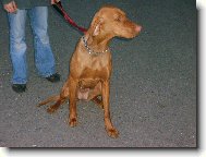 Rövidszörü Magyar Vizsla, Hungarian Short-haired Pointing Dog