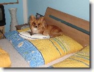 Chihuahua