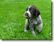 Czech Pointer, Bohemian wire-haired Pointing griffon