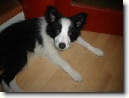 Border Collie