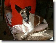 Fox Terrier Smooth