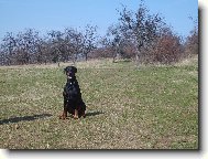 Dobermann, Doberman