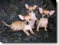 Chihuahua