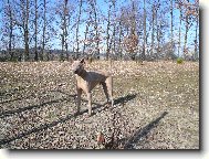 Thailand-Ridgeback