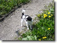 Chin, Japanese Chin