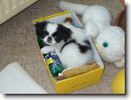 Chin, Japanese Chin