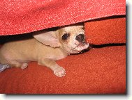 Chihuahua